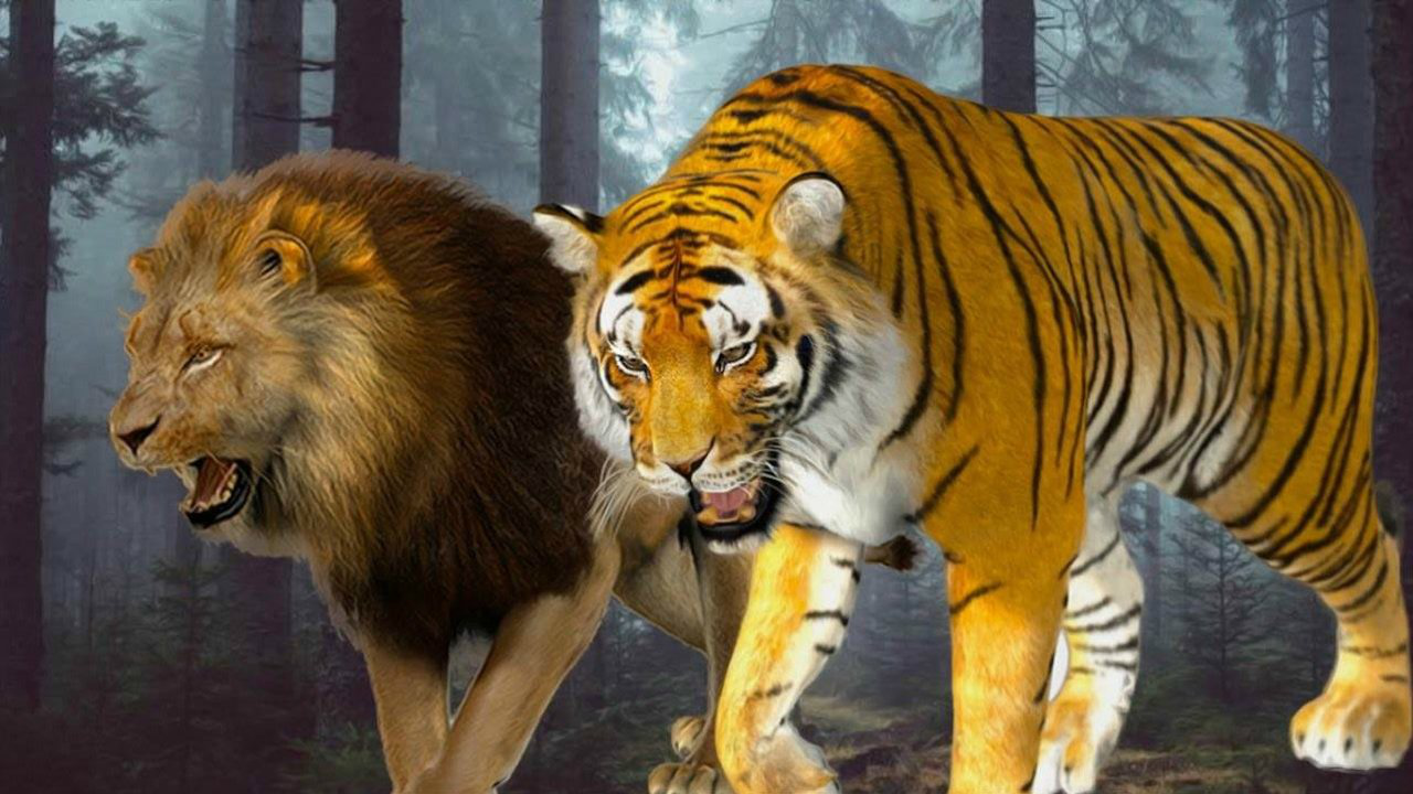 狮子与老虎 vs 视频直播,谁才是真正的丛林之王? 狮子与老虎 vs 视频直播,谁才是真正的丛林之王?